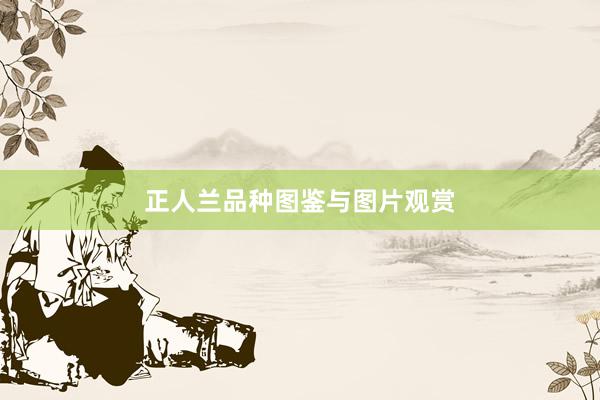 正人兰品种图鉴与图片观赏